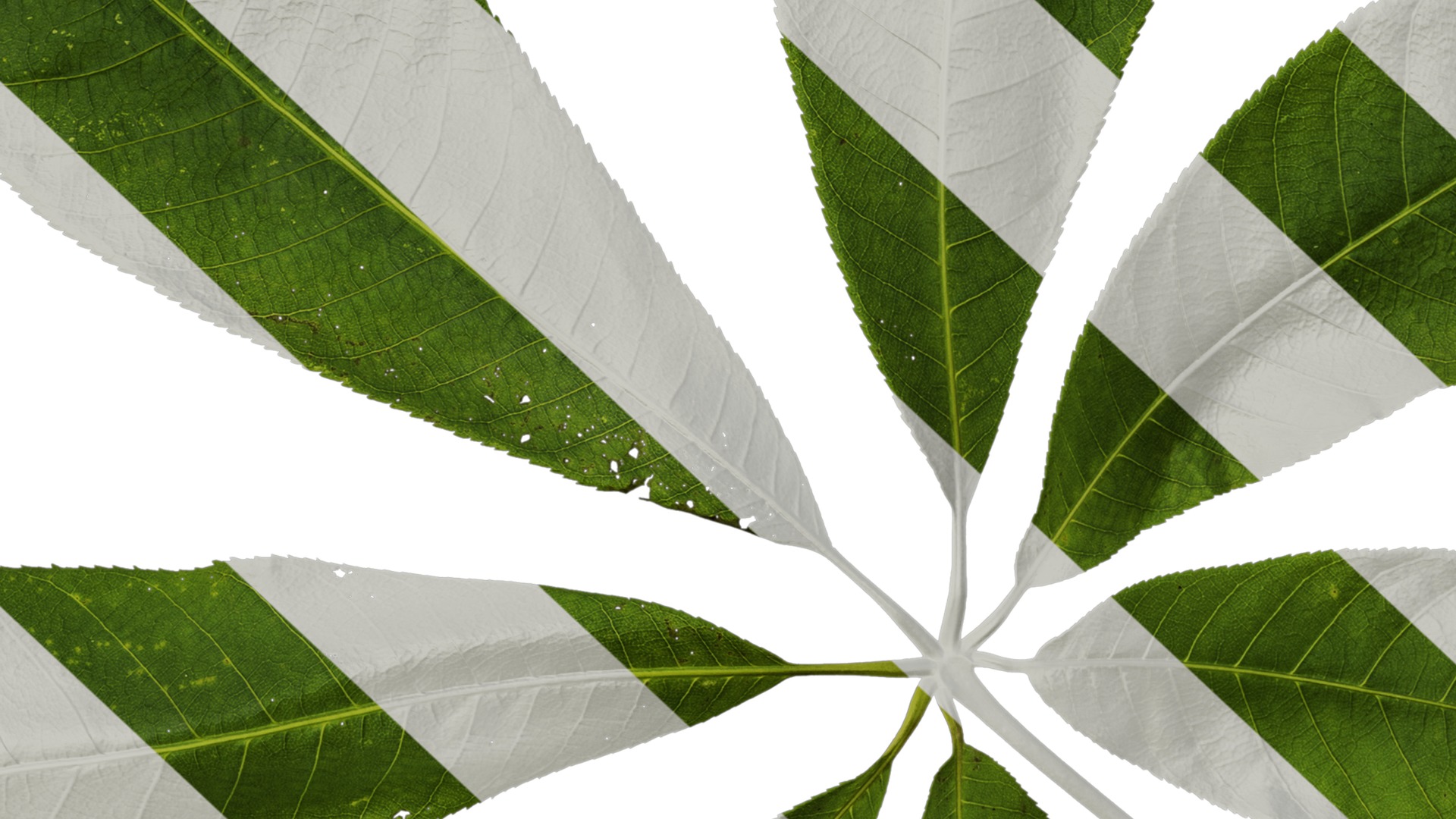 Anydrafts Aesculus chinensis Leaf 14 Texture_7