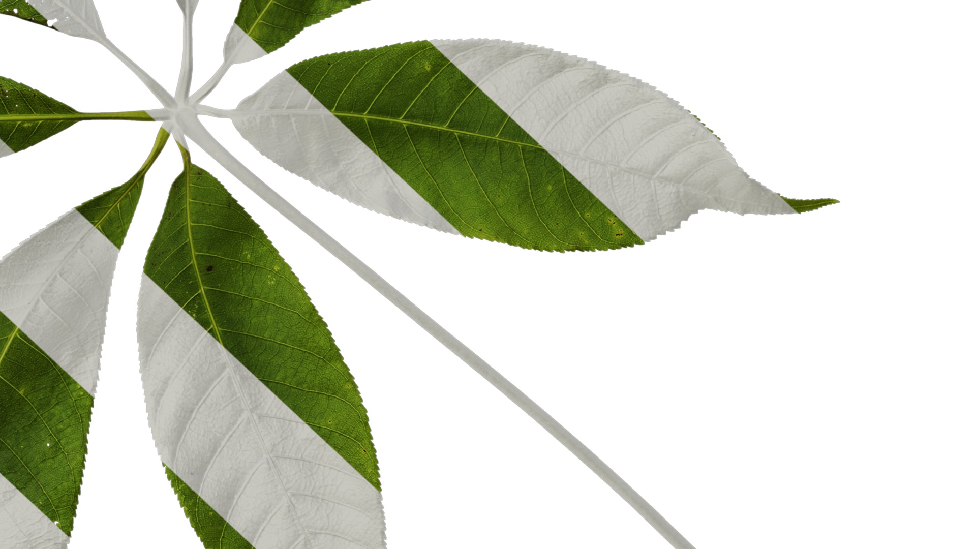 Anydrafts Aesculus chinensis Leaf 14 Texture_6