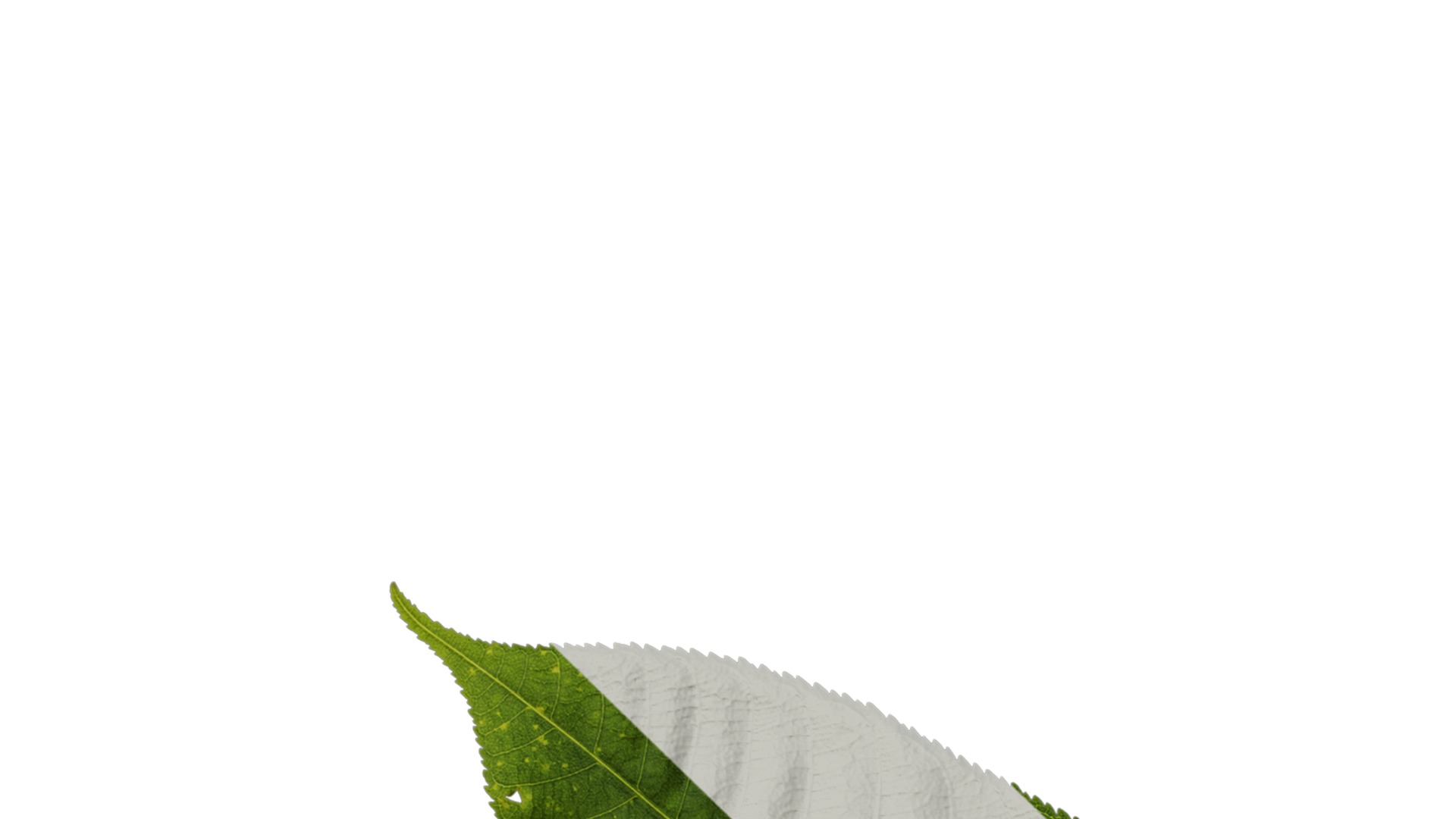 Anydrafts Aesculus chinensis Leaf 14 Texture_1