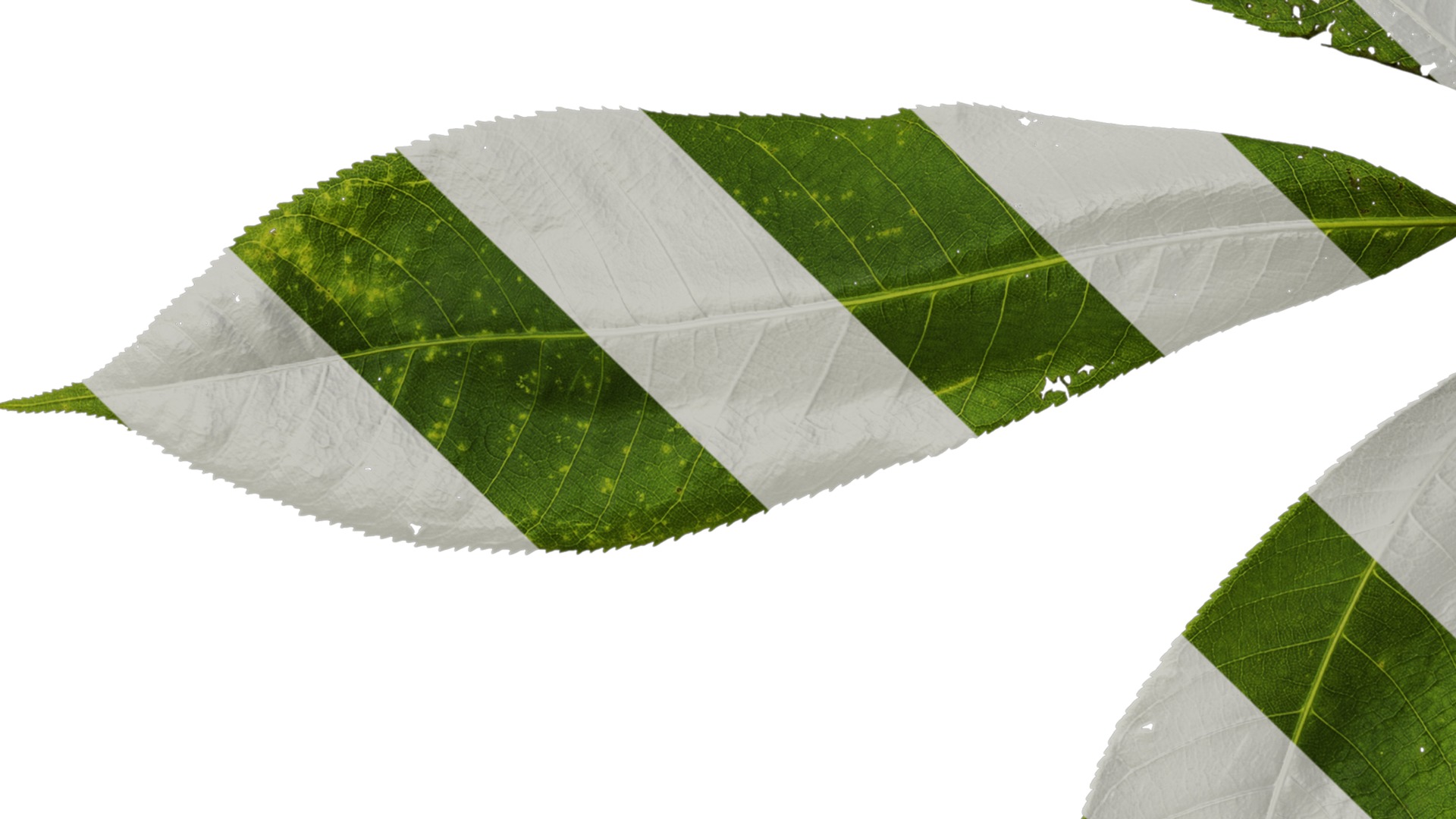 Anydrafts Aesculus chinensis Leaf 14 Texture_5