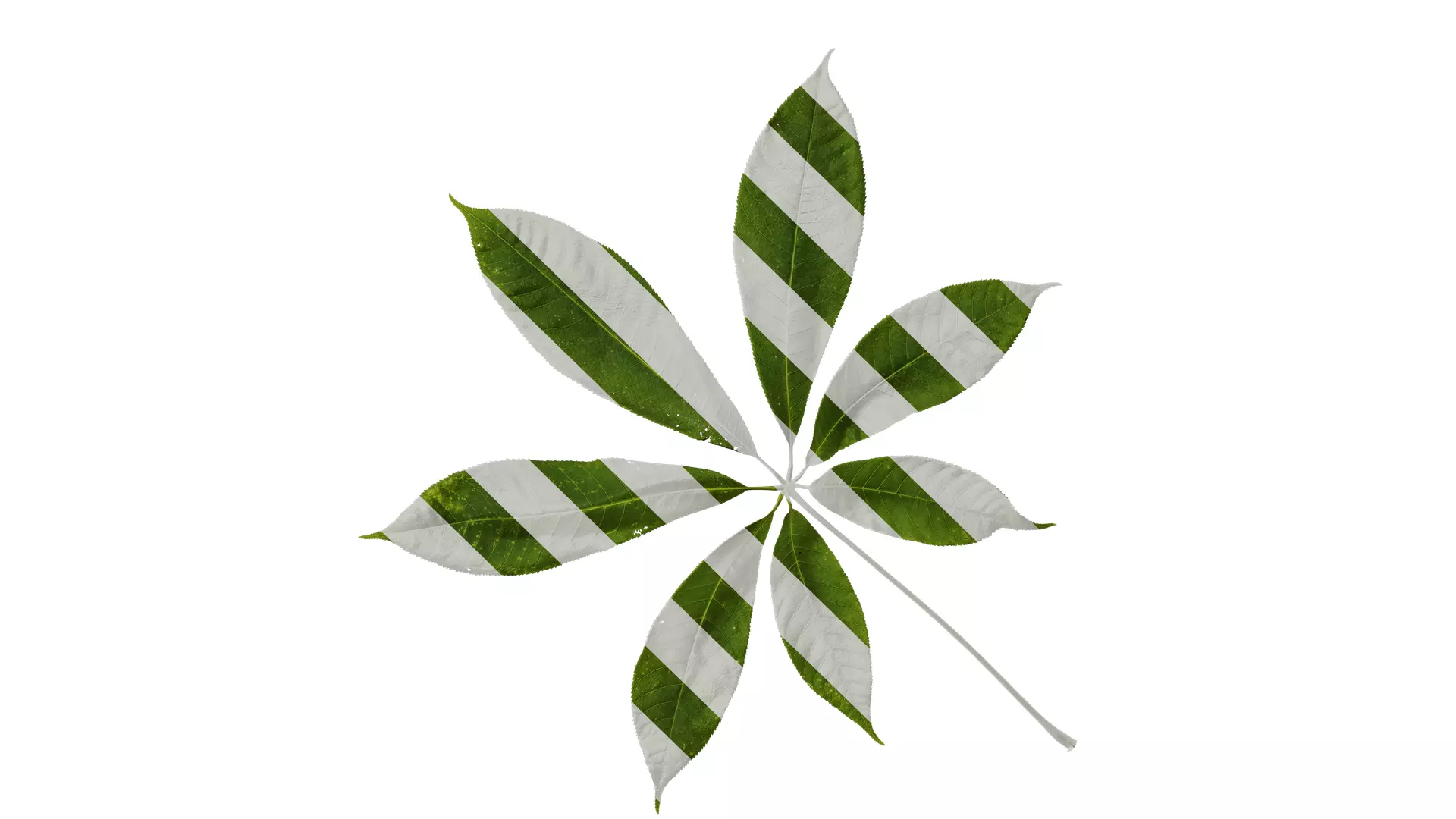 Anydrafts Aesculus chinensis Leaf 14 Texture_0