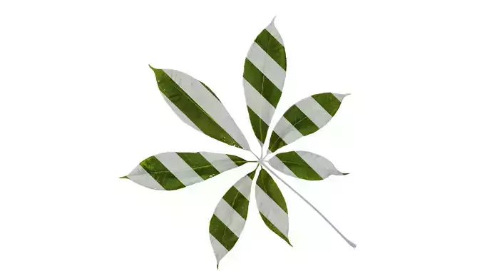 Anydrafts Aesculus chinensis Leaf 14 Texture
