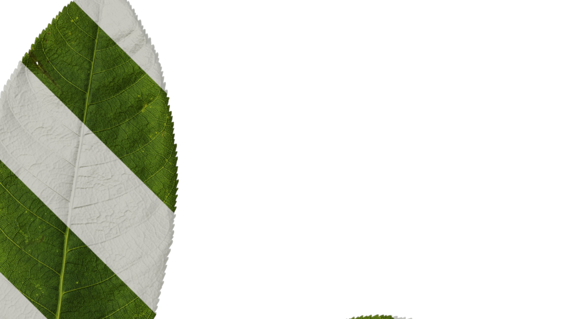 Anydrafts Aesculus chinensis Leaf 14 Texture_2