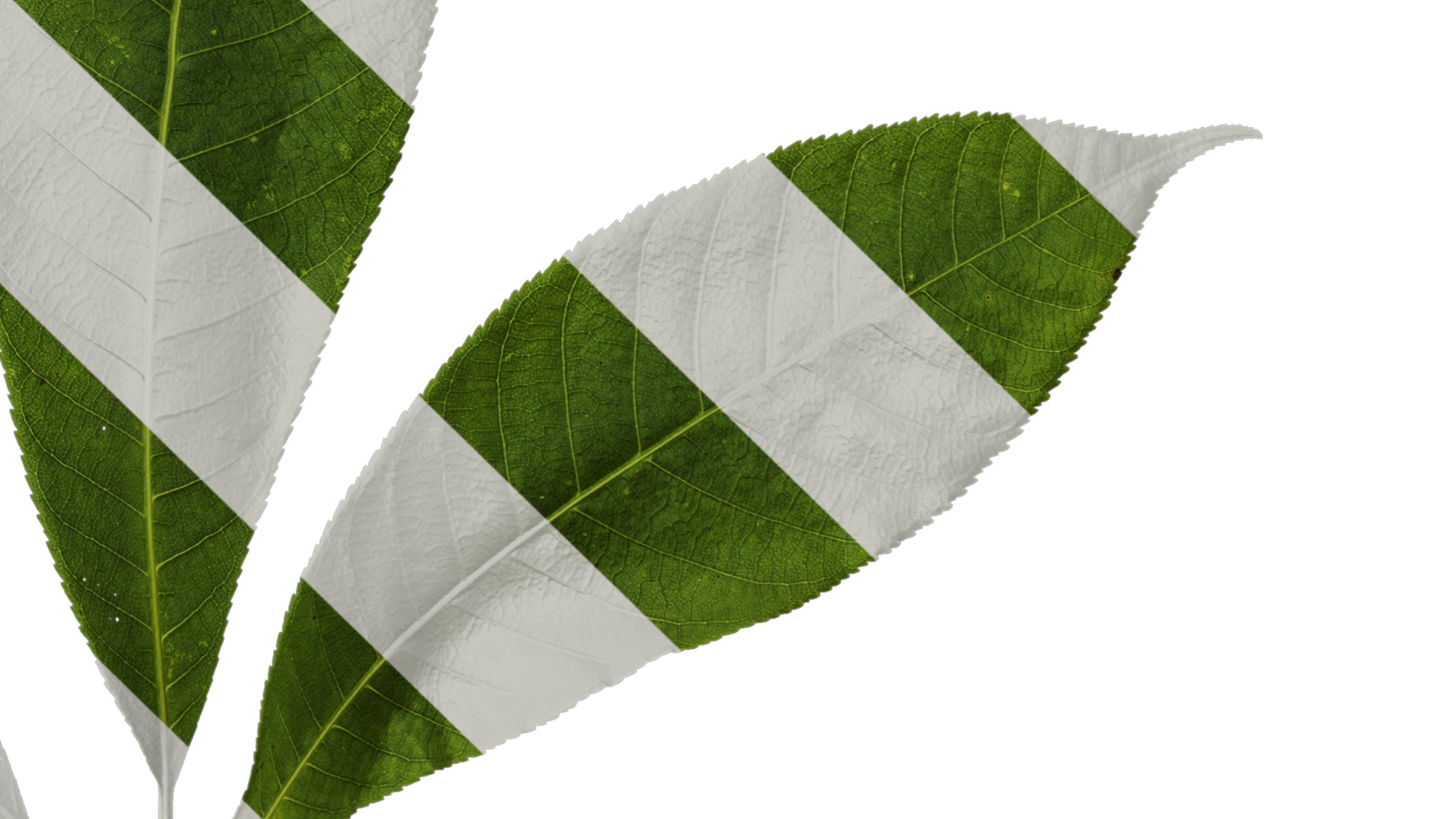 Anydrafts Aesculus chinensis Leaf 14 Texture_4