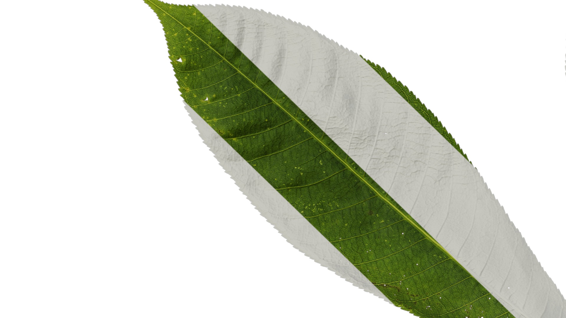 Anydrafts Aesculus chinensis Leaf 14 Texture_3