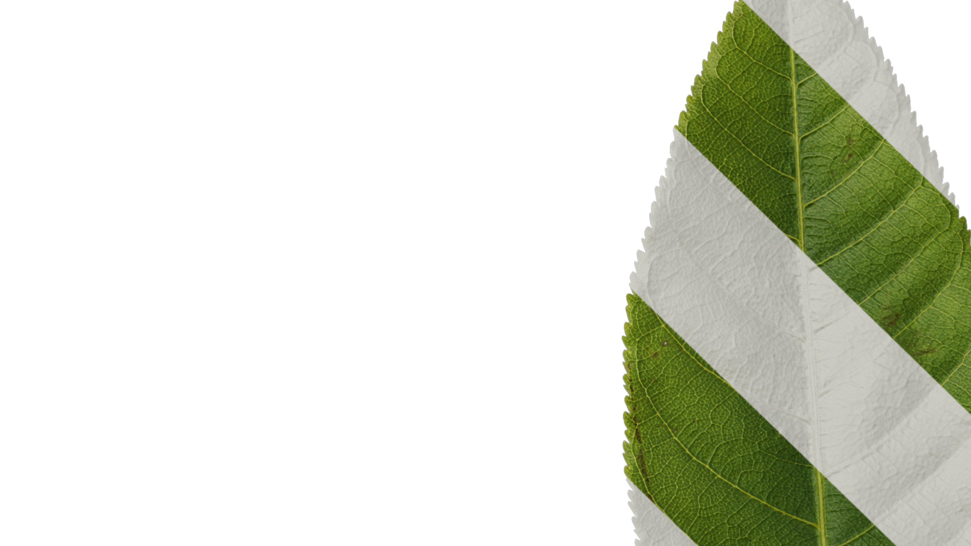 Anydrafts Aesculus chinensis Leaf 15 Texture_1