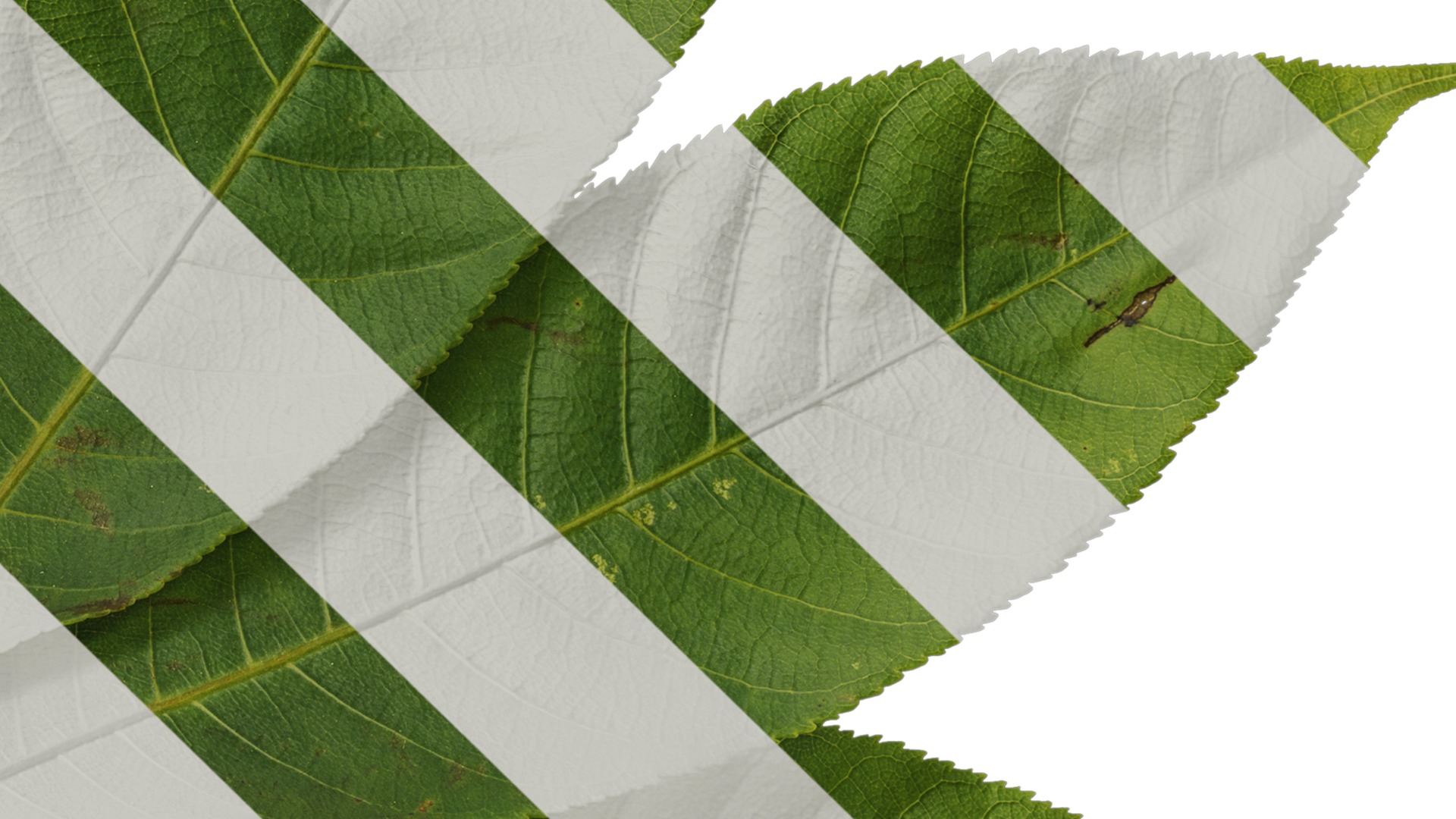 Anydrafts Aesculus chinensis Leaf 15 Texture_4