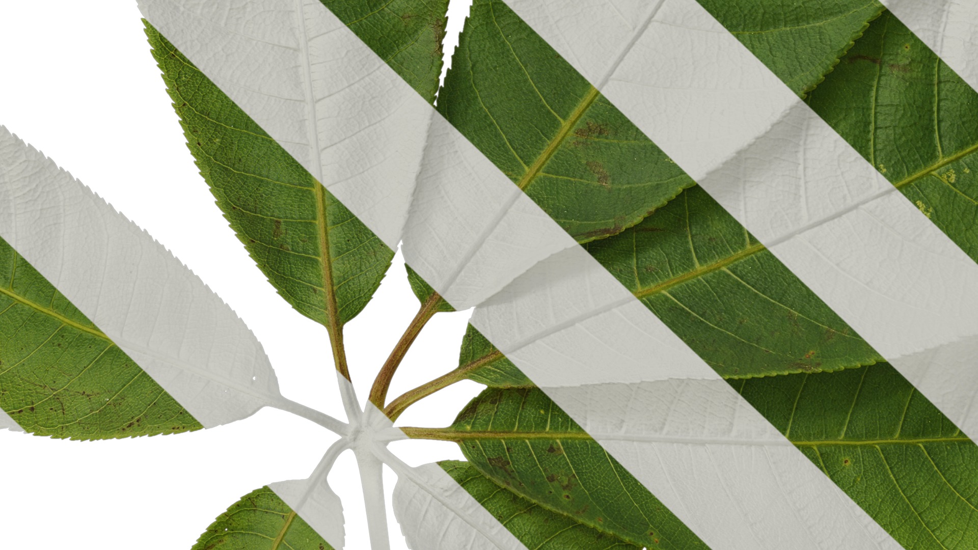 Anydrafts Aesculus chinensis Leaf 15 Texture_7