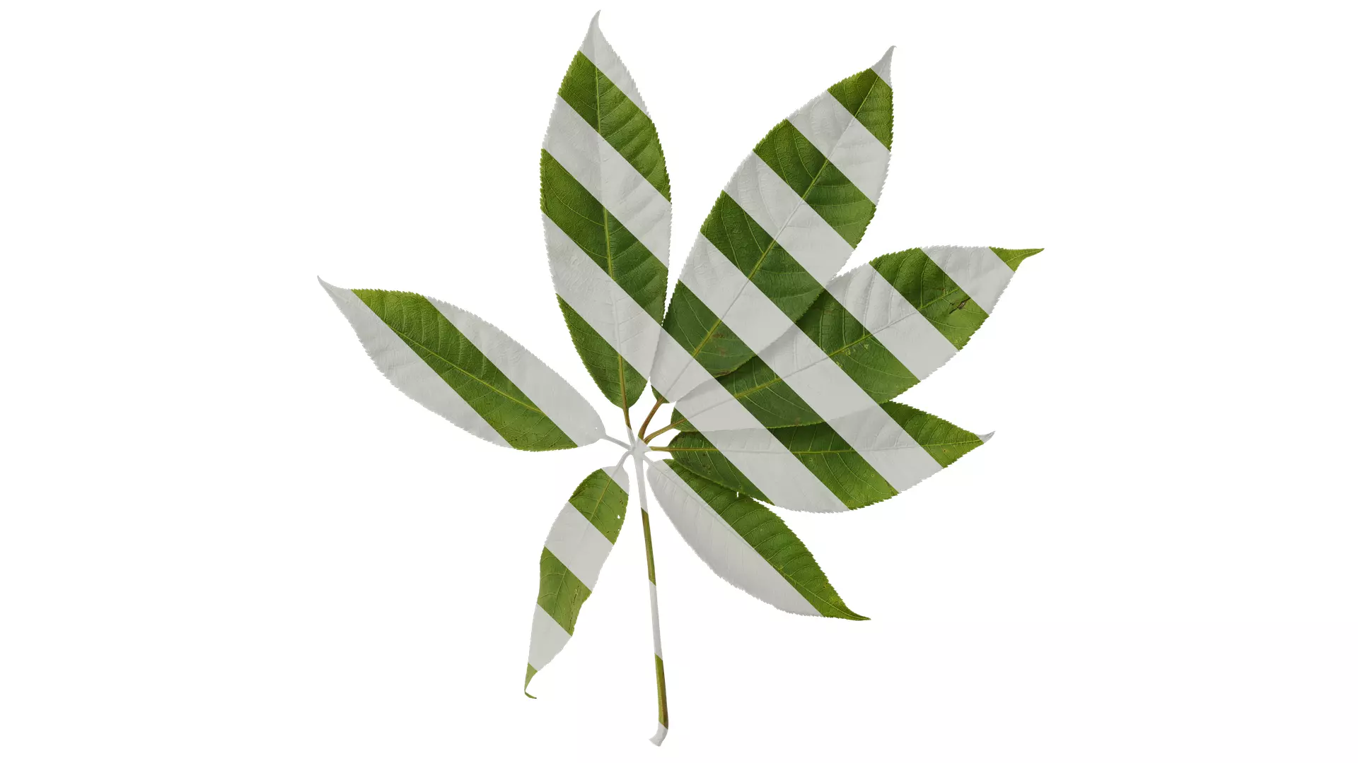 Anydrafts Aesculus chinensis Leaf 15 Texture_0