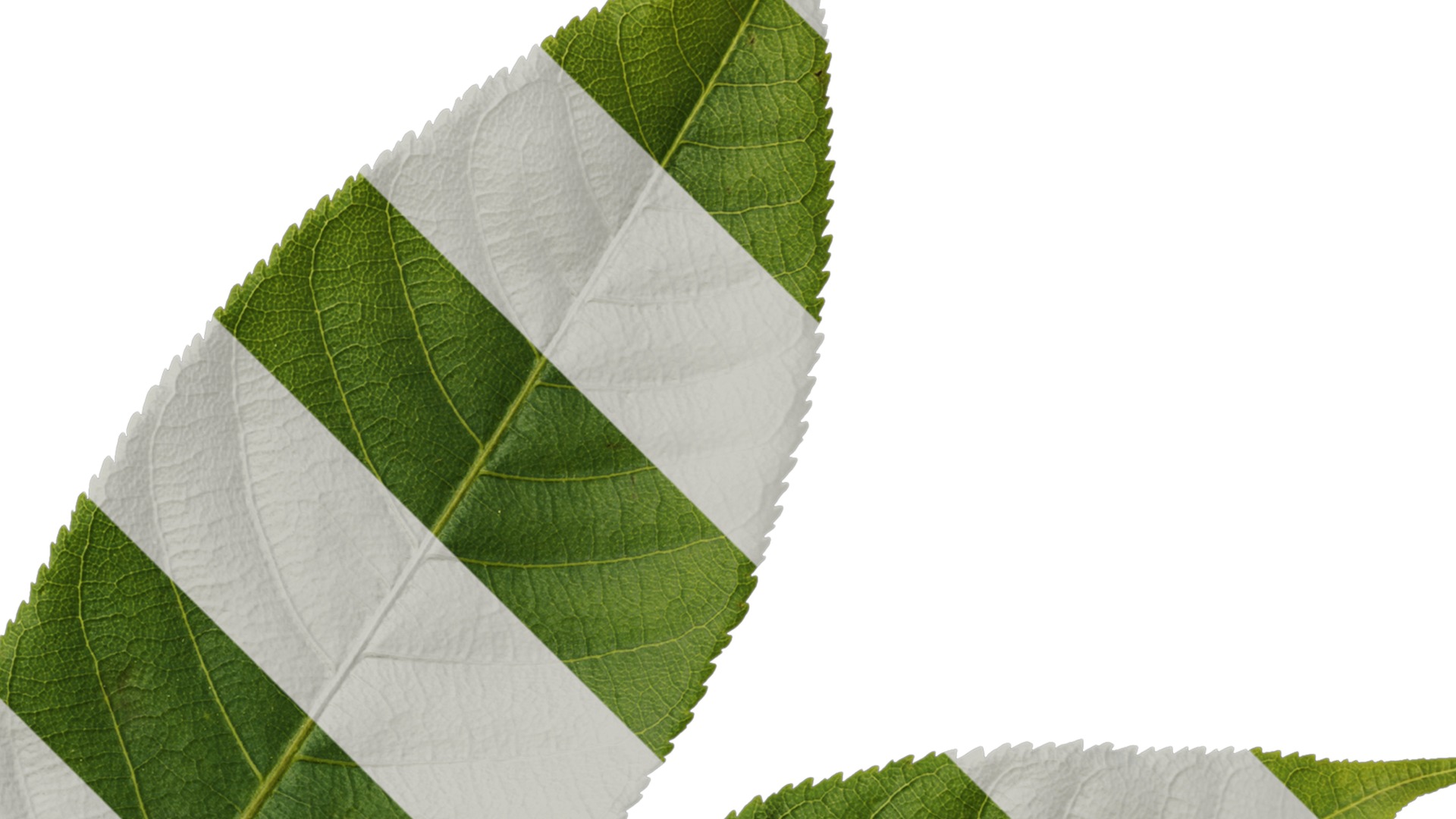 Anydrafts Aesculus chinensis Leaf 15 Texture_2