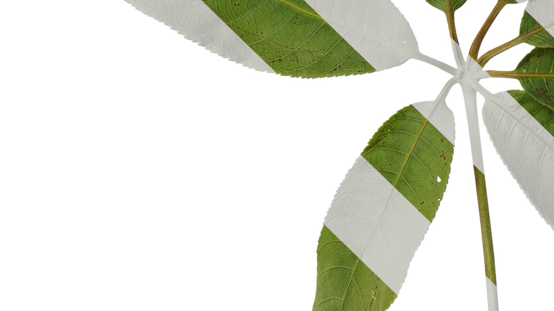 Anydrafts Aesculus chinensis Leaf 15 Texture_5