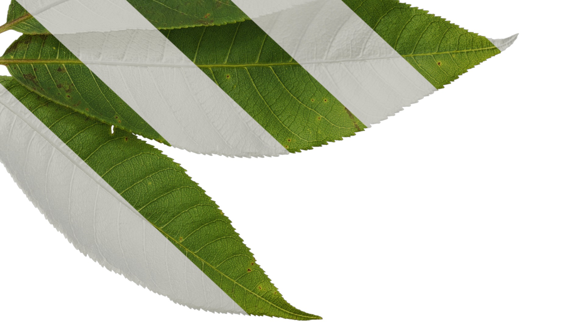 Anydrafts Aesculus chinensis Leaf 15 Texture_6