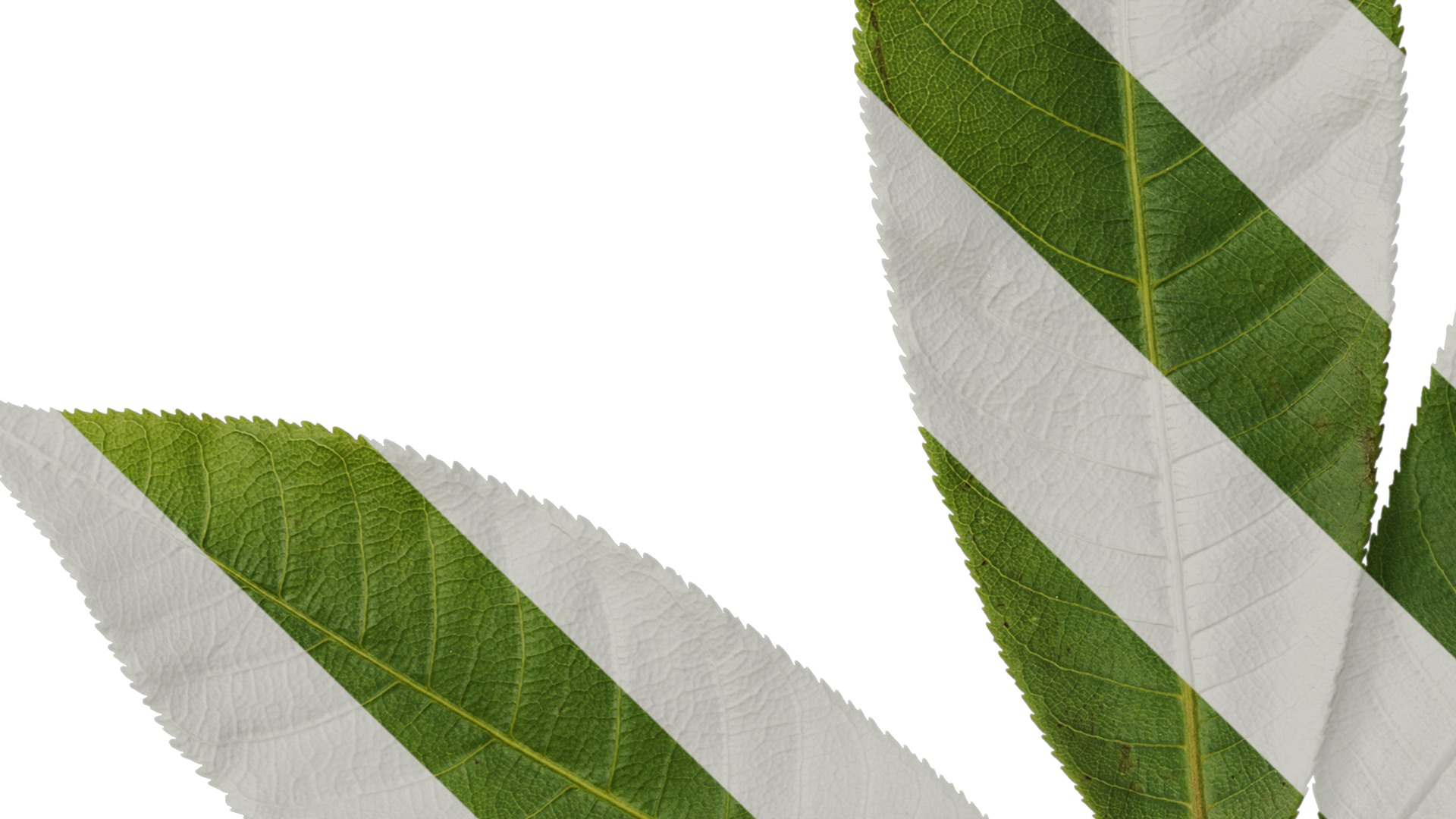 Anydrafts Aesculus chinensis Leaf 15 Texture_3