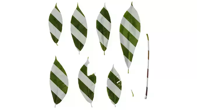 Anydrafts Aesculus chinensis Leaf 17