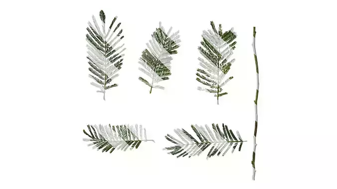 Anydrafts Albizia julibrissin Atlas 12