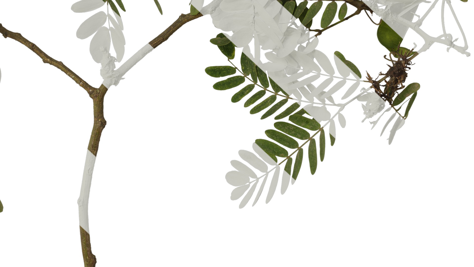 Anydrafts Albizia julibrissin Atlas 17 Texture_6