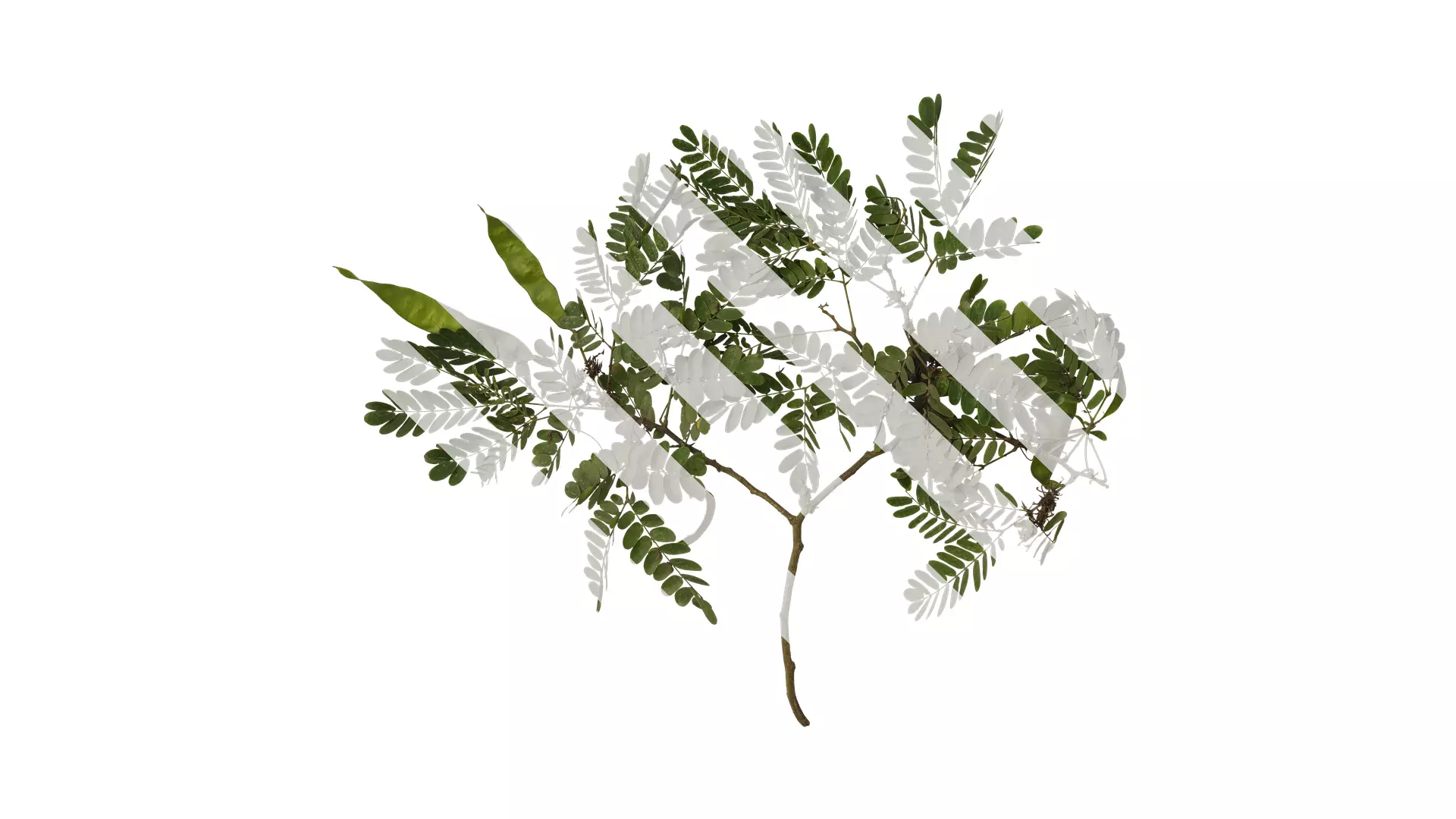 Anydrafts Albizia julibrissin Atlas 17 Texture_0