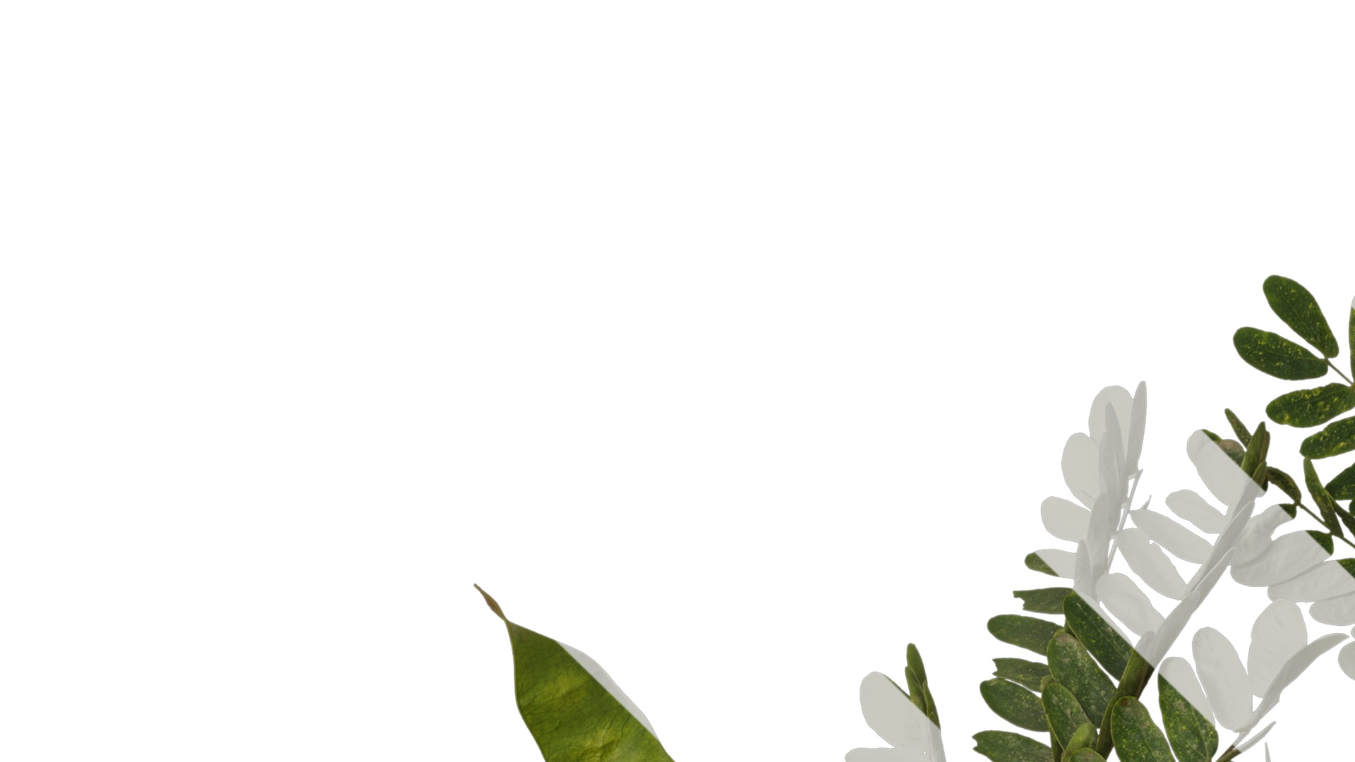 Anydrafts Albizia julibrissin Atlas 17 Texture_1