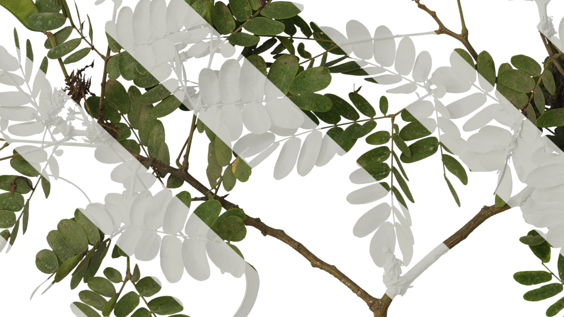 Anydrafts Albizia julibrissin Atlas 17 Texture_7