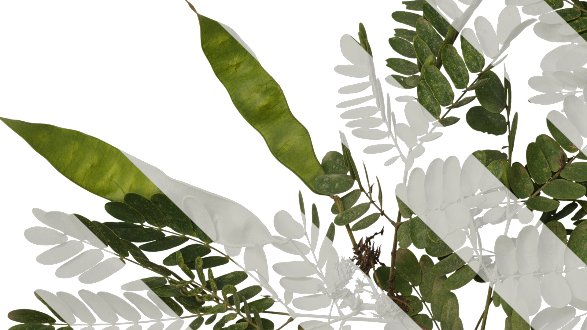 Anydrafts Albizia julibrissin Atlas 17 Texture_3