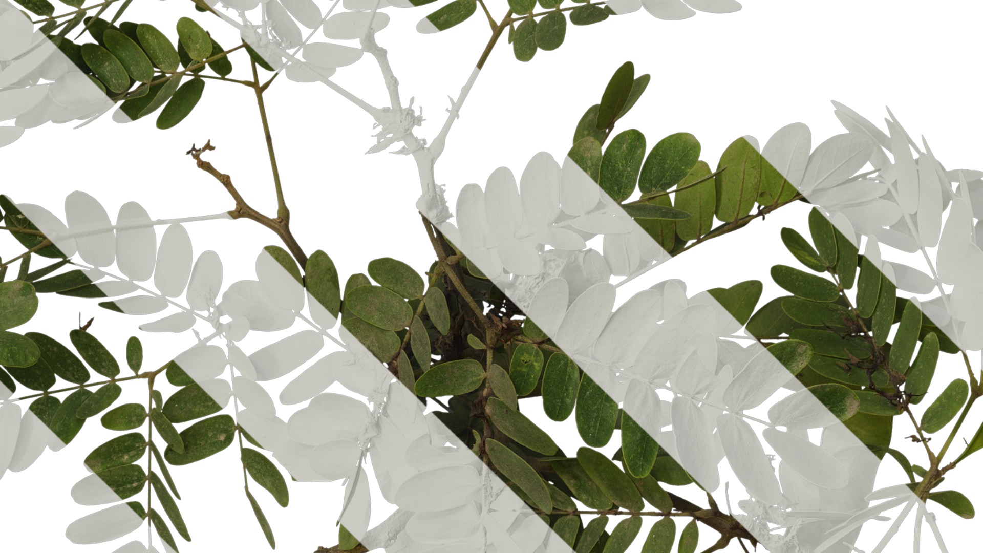 Anydrafts Albizia julibrissin Atlas 17 Texture_4