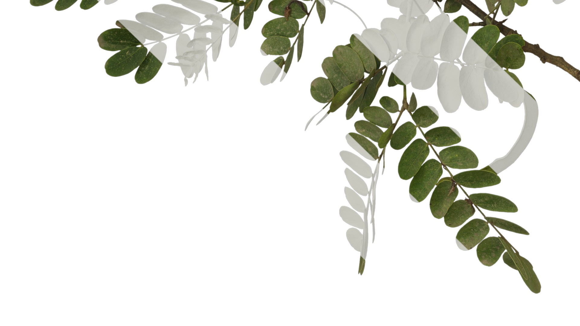 Anydrafts Albizia julibrissin Atlas 17 Texture_5