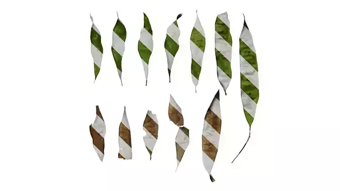 Anydrafts Albizia julibrissin Fruit 01