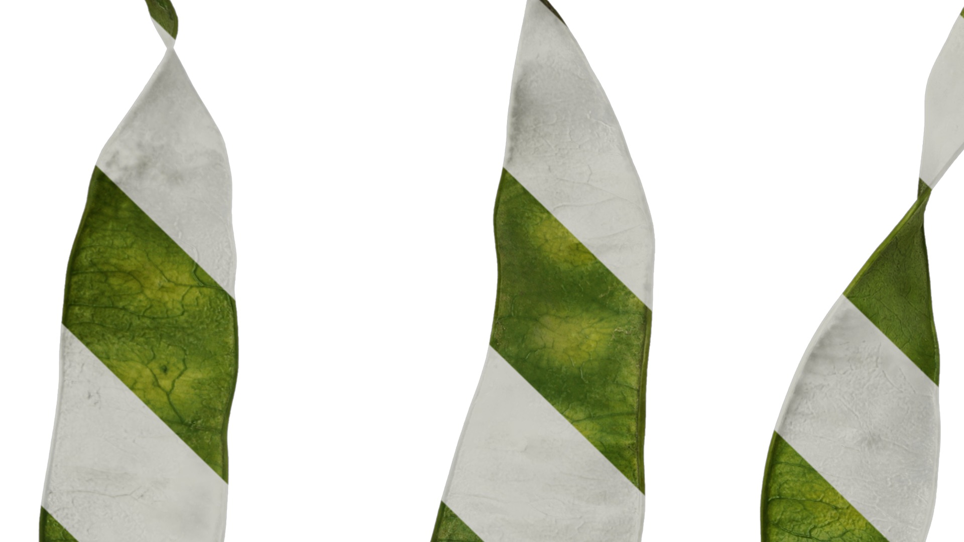 Anydrafts Albizia julibrissin Fruit 03 Texture_1