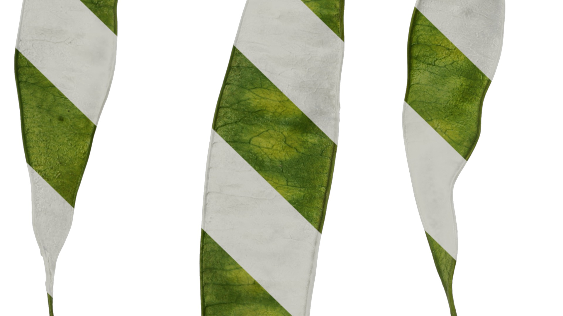 Anydrafts Albizia julibrissin Fruit 03 Texture_3