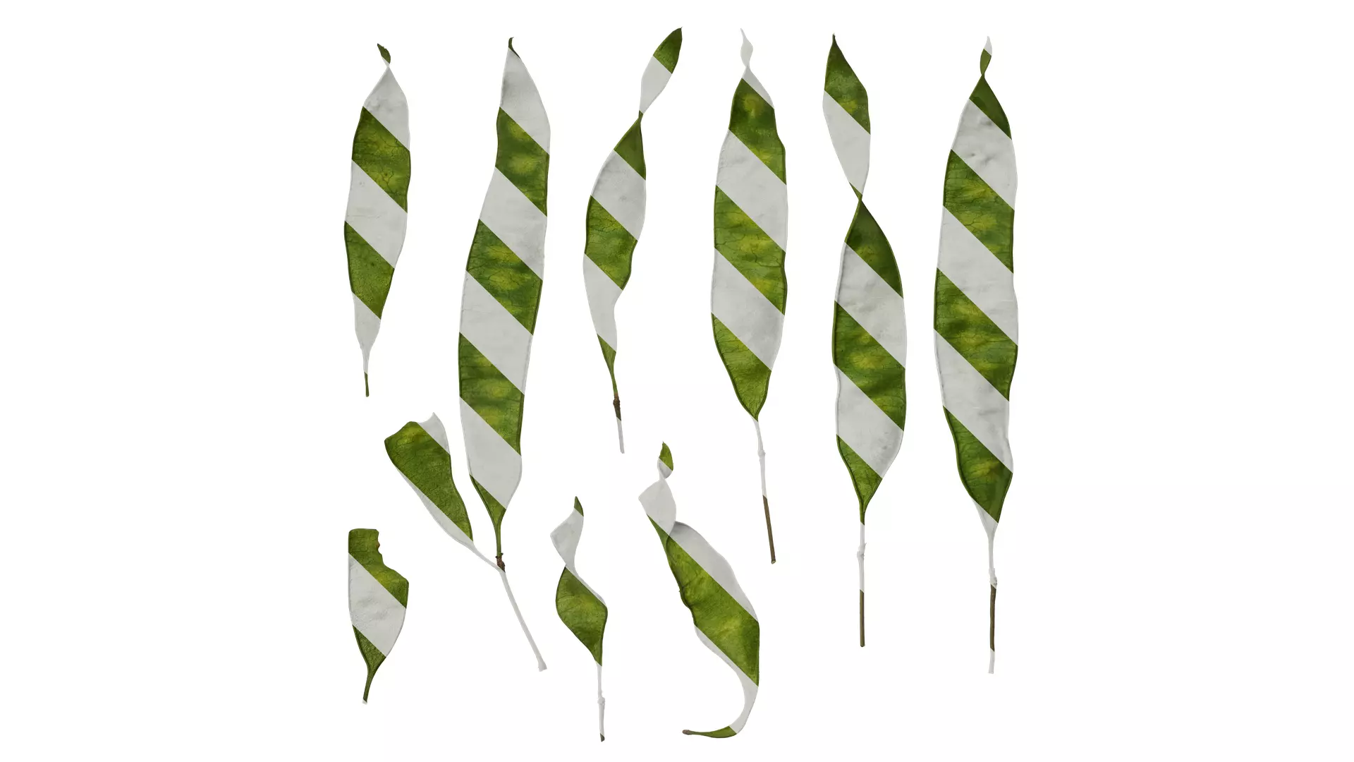 Anydrafts Albizia julibrissin Fruit 03 Texture_0