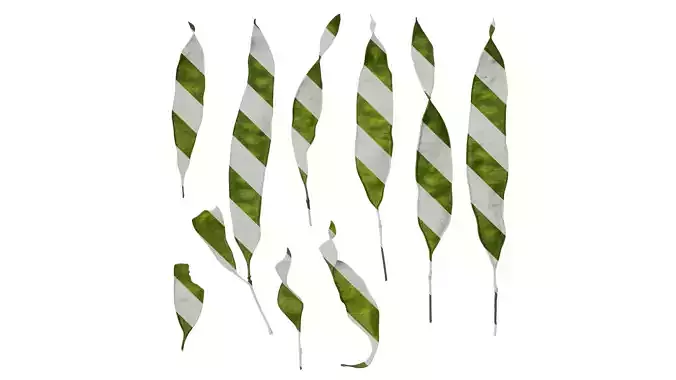 Anydrafts Albizia julibrissin Fruit 03