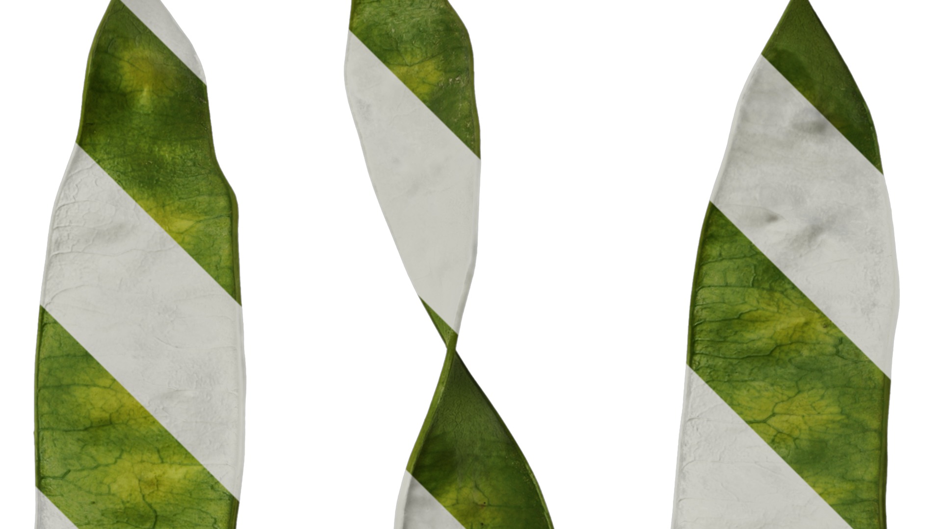 Anydrafts Albizia julibrissin Fruit 03 Texture_2