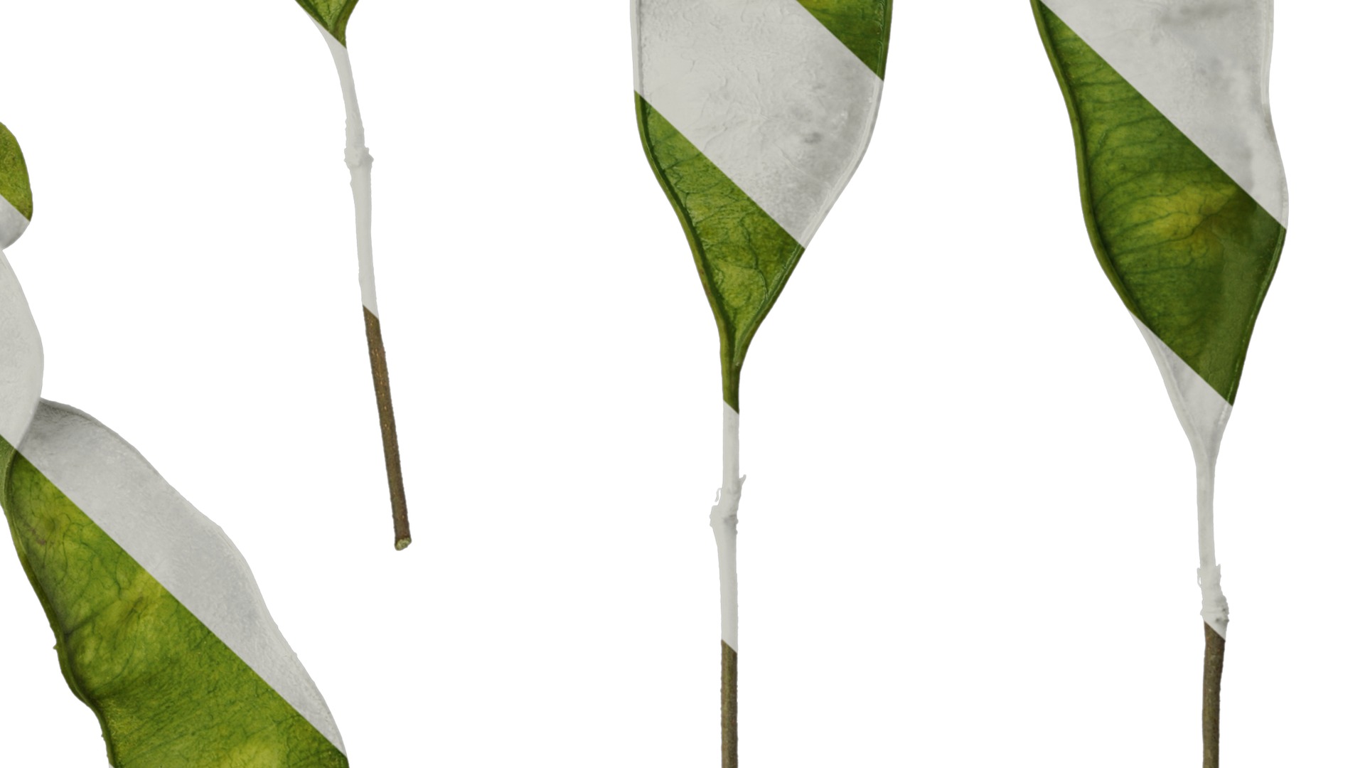 Anydrafts Albizia julibrissin Fruit 03 Texture_6