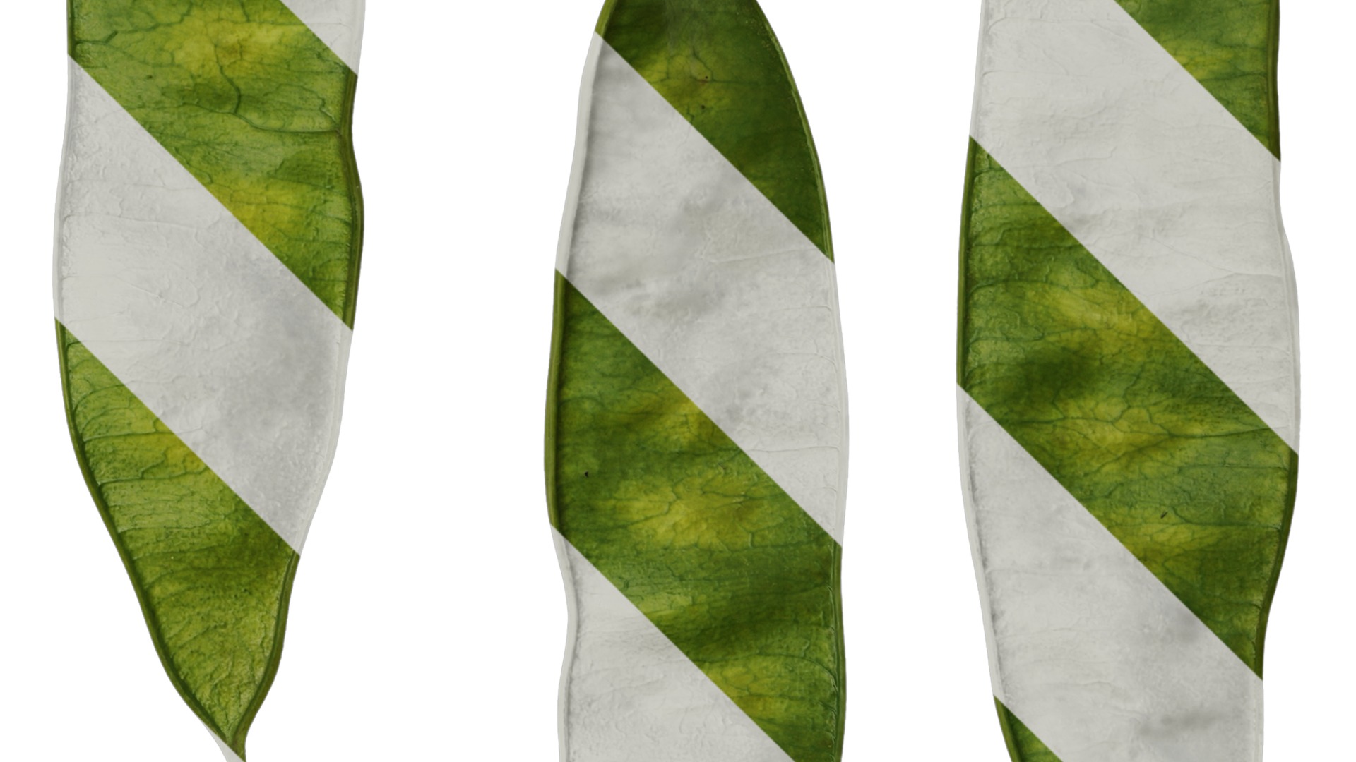 Anydrafts Albizia julibrissin Fruit 03 Texture_4