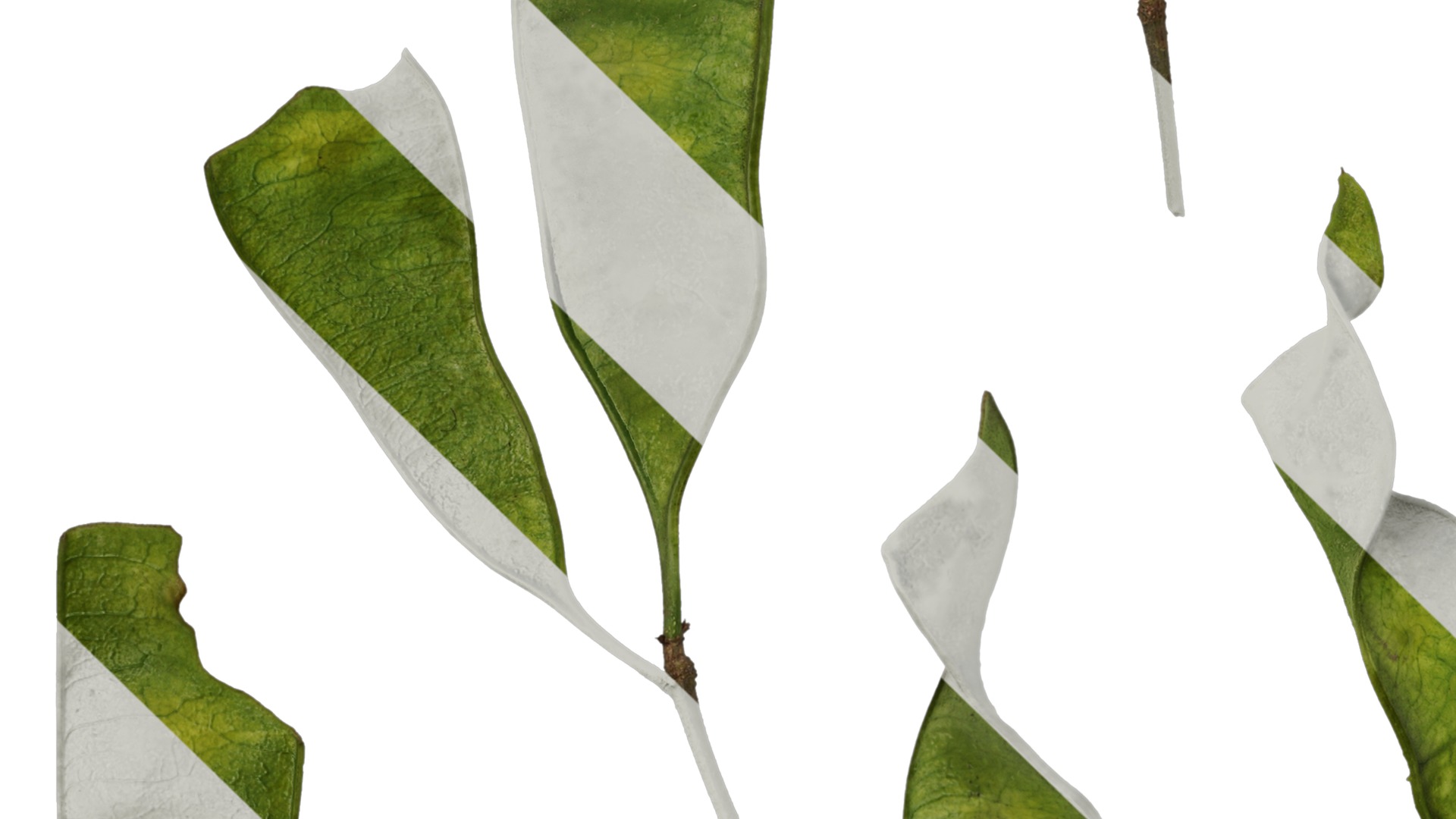 Anydrafts Albizia julibrissin Fruit 03 Texture_5