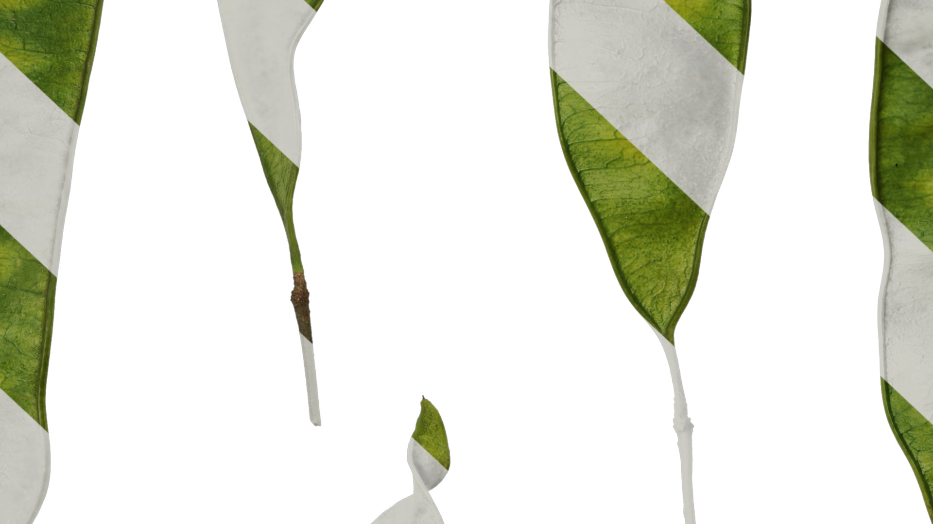 Anydrafts Albizia julibrissin Fruit 03 Texture_7