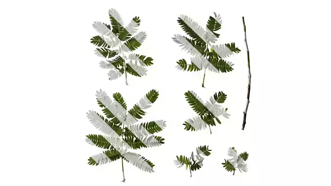 Anydrafts Albizia julibrissin Leaf 03