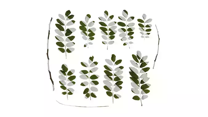 Anydrafts Albizia lebbeck Atlas 07