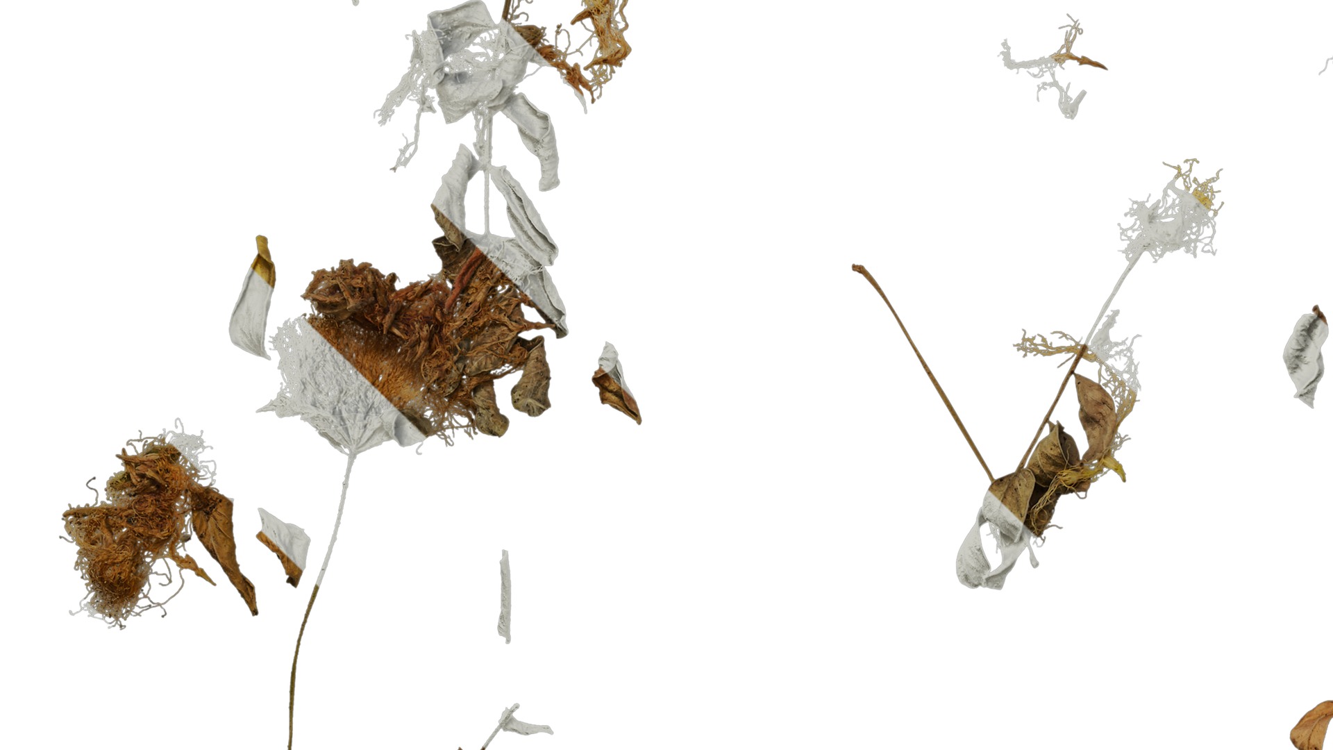 Anydrafts Albizia lebbeck Flower 03 Texture_5