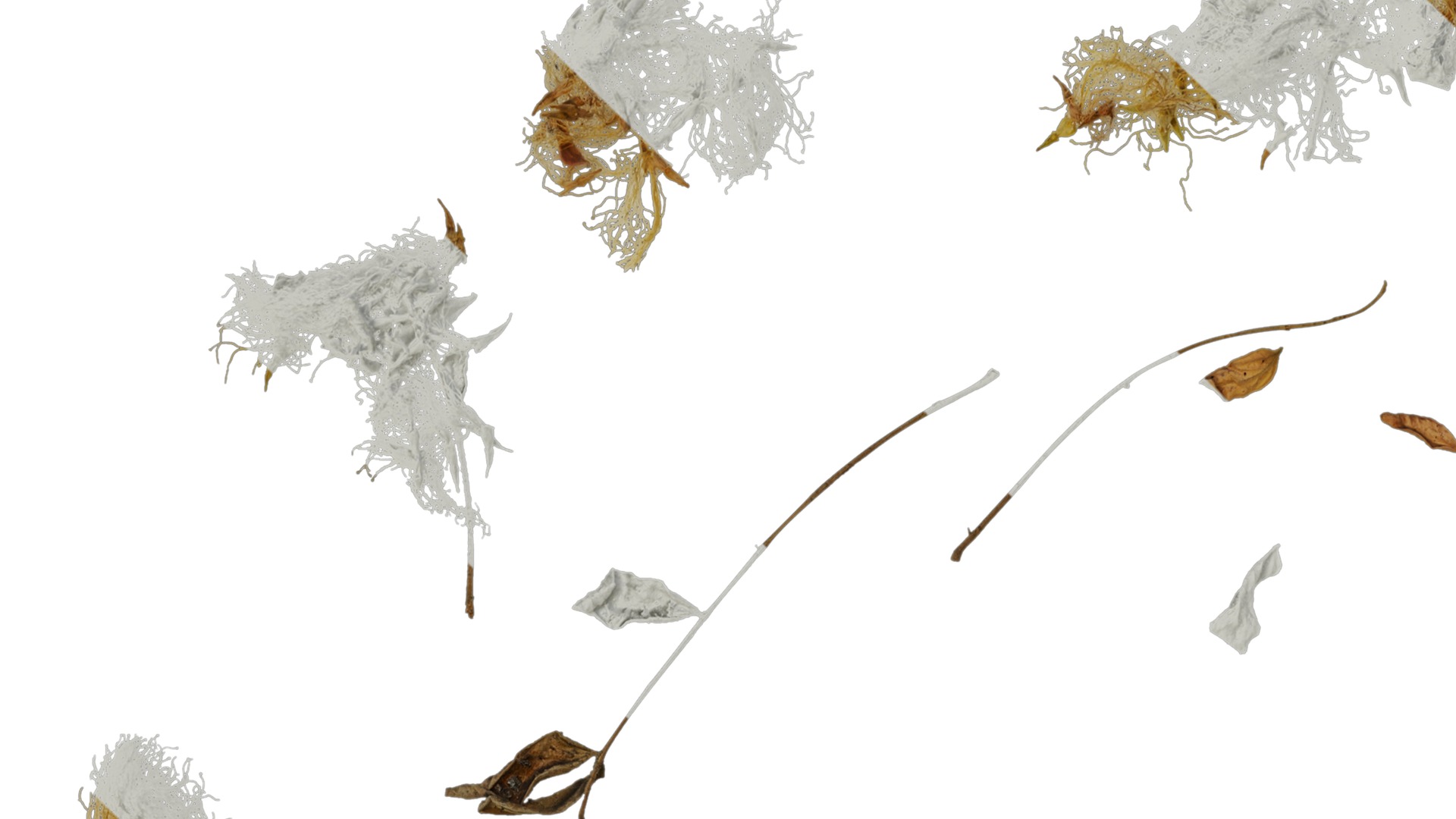 Anydrafts Albizia lebbeck Flower 03 Texture_1