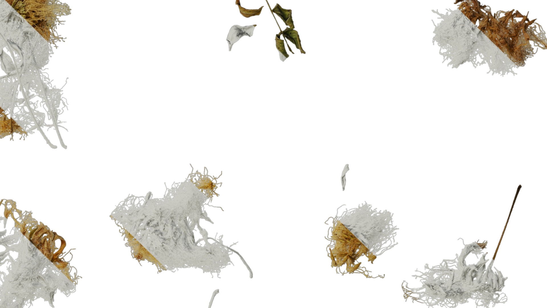 Anydrafts Albizia lebbeck Flower 03 Texture_4