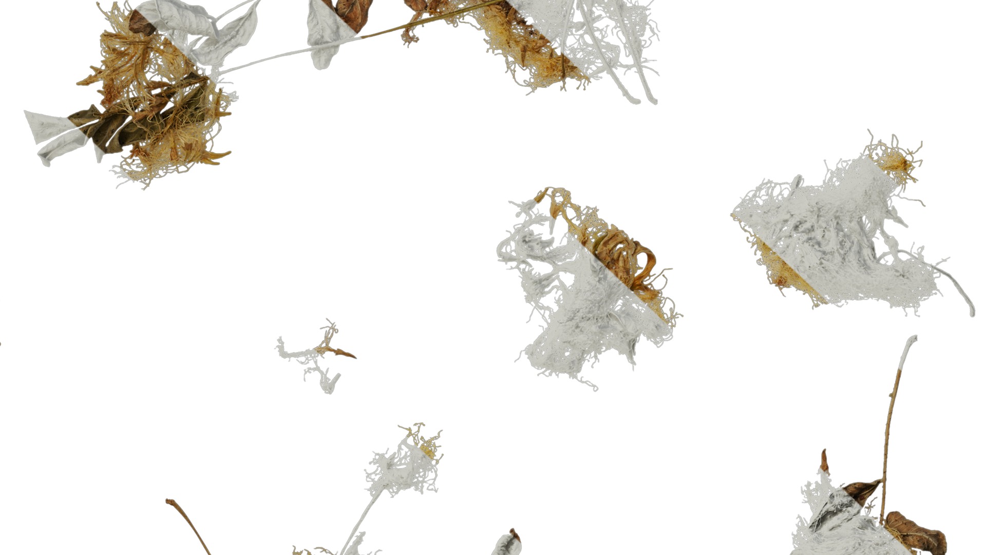 Anydrafts Albizia lebbeck Flower 03 Texture_7