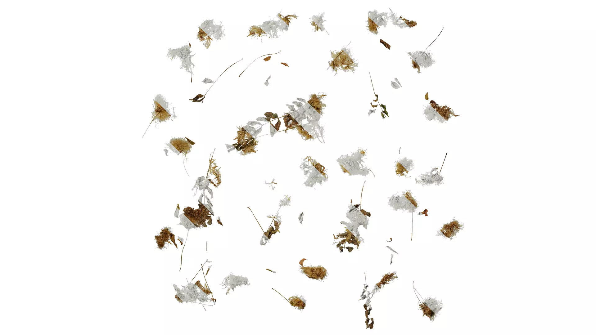 Anydrafts Albizia lebbeck Flower 03 Texture_0