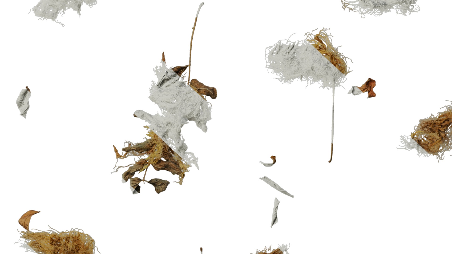 Anydrafts Albizia lebbeck Flower 03 Texture_6