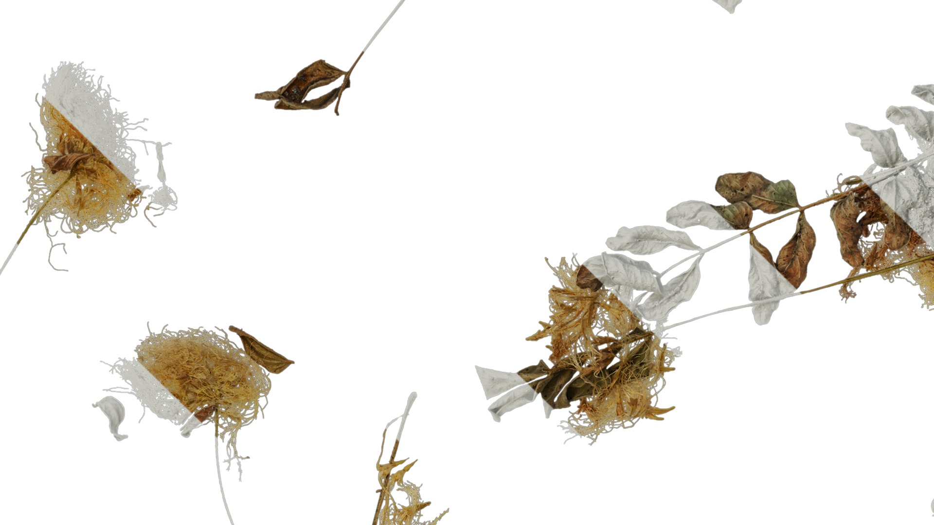 Anydrafts Albizia lebbeck Flower 03 Texture_3