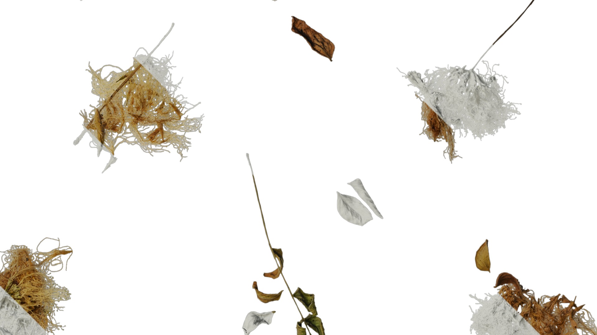 Anydrafts Albizia lebbeck Flower 03 Texture_2