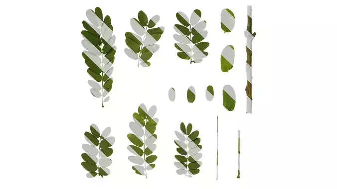Anydrafts Albizia lebbeck Leaf 05 Texture