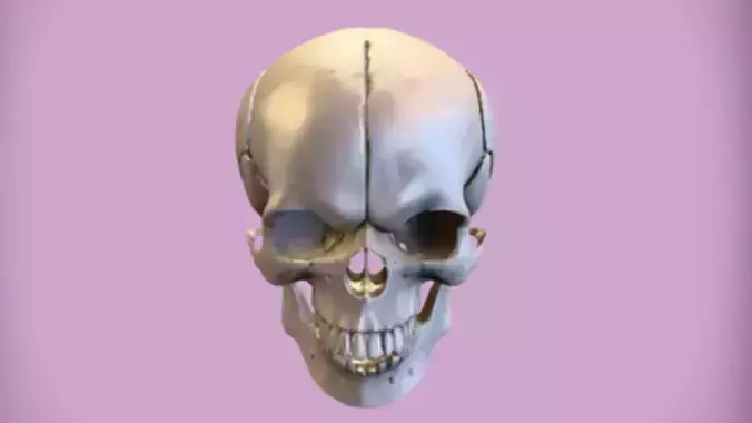 human skull 3D Game ready Model