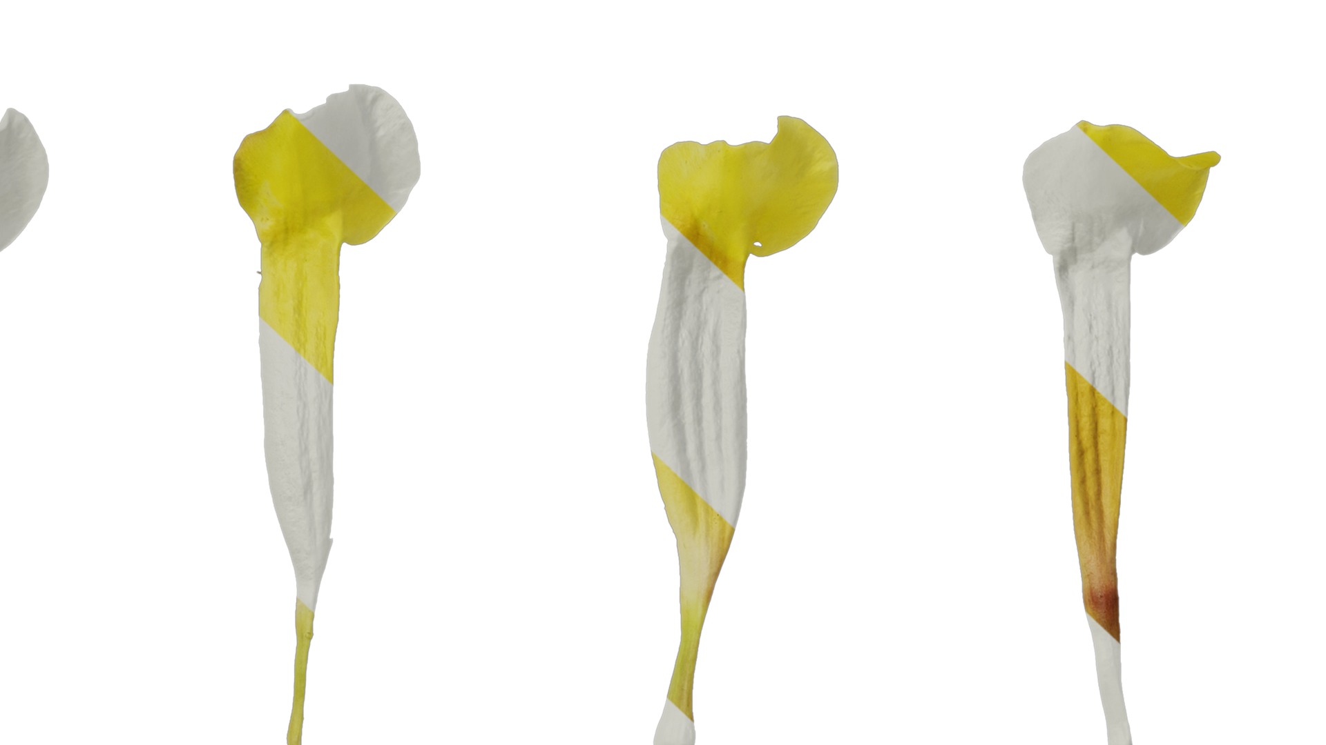 Anydrafts Allamanda schottii Flower 03 Texture_7