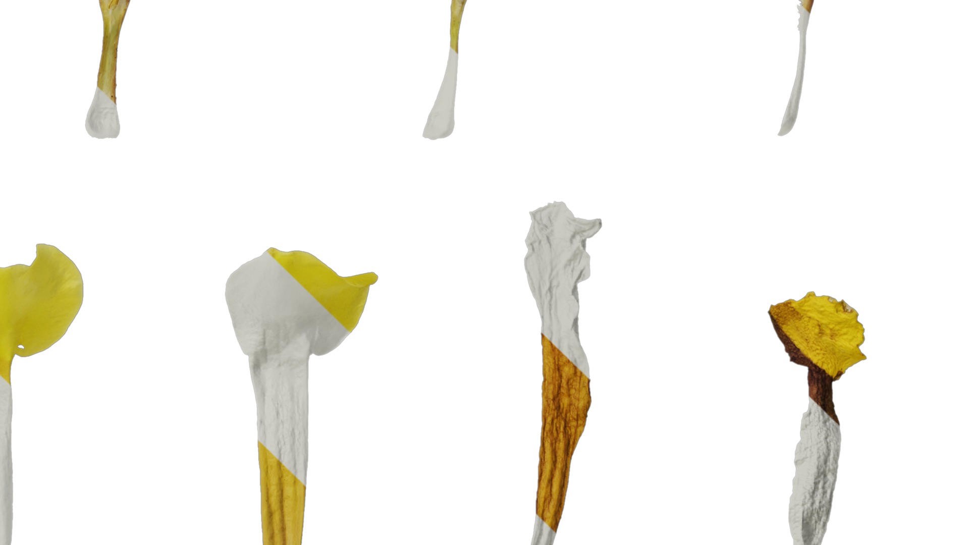 Anydrafts Allamanda schottii Flower 03 Texture_4